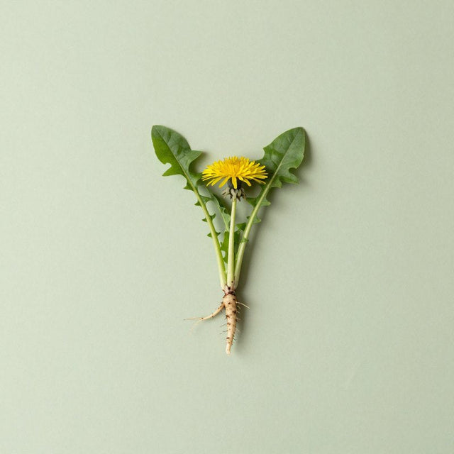Dandelion Root