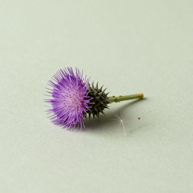 Milk Thistle Extract